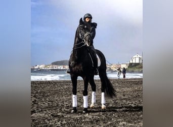 Lusitanien, Hongre, 13 Ans, 165 cm, Noir