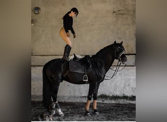 Lusitanien, Hongre, 13 Ans, 165 cm, Noir