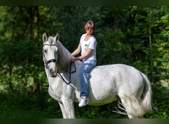 Lusitanien, Hongre, 13 Ans, 166 cm, Gris moucheté