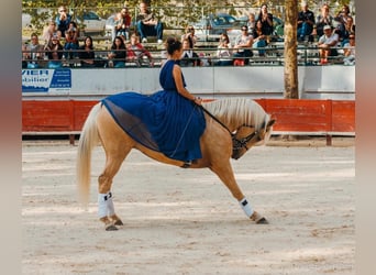 Lusitanien Croisé, Hongre, 13 Ans, 170 cm, Palomino