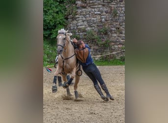 Lusitanien Croisé, Hongre, 13 Ans, 170 cm, Palomino