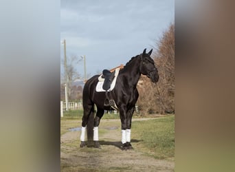 Lusitanien, Hongre, 13 Ans, 176 cm, Noir