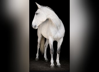 Lusitanien, Hongre, 14 Ans, 165 cm, Gris pommelé
