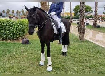 Lusitanien, Hongre, 14 Ans, 165 cm, Noir