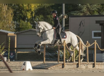 Lusitanien, Hongre, 14 Ans, 168 cm, Gris