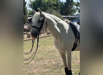 Lusitanien, Hongre, 15 Ans, 159 cm, Gris