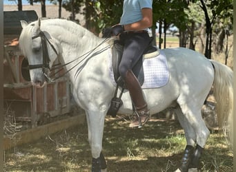 Lusitanien, Hongre, 15 Ans, 159 cm, Gris