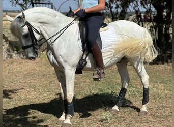Lusitanien, Hongre, 15 Ans, 159 cm, Gris