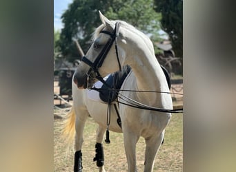 Lusitanien, Hongre, 15 Ans, 159 cm, Gris