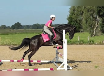 Lusitanien, Hongre, 15 Ans, 159 cm, Noir