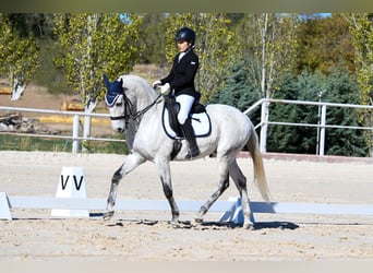 Lusitanien Croisé, Hongre, 18 Ans, 157 cm, Gris