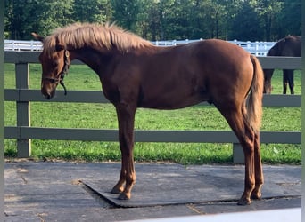 Lusitanien, Hongre, 2 Ans, Alezan brûlé