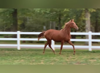 Lusitanien, Hongre, 2 Ans, Alezan brûlé