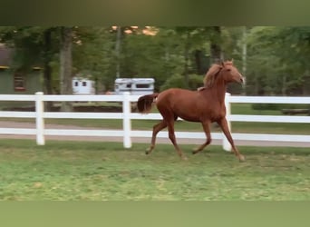 Lusitanien, Hongre, 2 Ans, Alezan brûlé