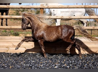 Lusitanien Croisé, Hongre, 3 Ans, 147 cm, Palomino