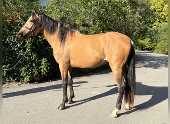 Lusitanien, Hongre, 3 Ans, 149 cm, Buckskin