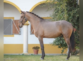 Lusitanien, Hongre, 3 Ans, 160 cm, Bai cerise