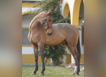 Lusitanien, Hongre, 3 Ans, 160 cm, Bai cerise