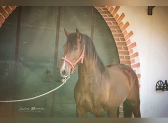 Lusitanien, Hongre, 3 Ans, 160 cm, Bai
