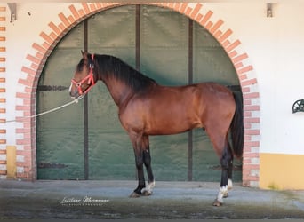 Lusitanien, Hongre, 3 Ans, 160 cm, Bai