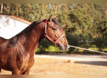 Lusitanien, Hongre, 3 Ans, 160 cm, Bai
