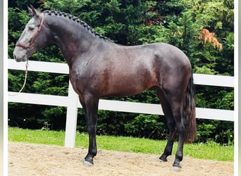 Lusitanien, Hongre, 3 Ans, 165 cm, Gris