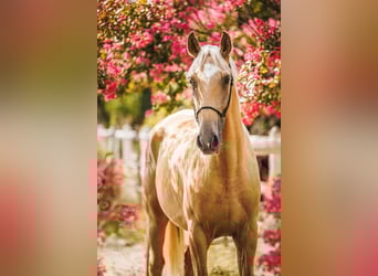 Lusitanien, Hongre, 3 Ans, 165 cm, Palomino