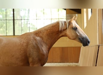 Lusitanien, Hongre, 3 Ans, 165 cm, Palomino