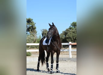Lusitanien, Hongre, 3 Ans, 170 cm, Noir