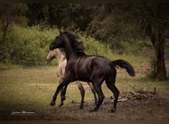 Lusitanien Croisé, Hongre, 3 Ans, 170 cm, Noir