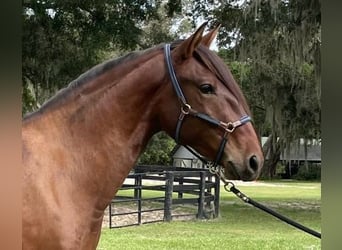 Lusitanien, Hongre, 3 Ans, Bai cerise