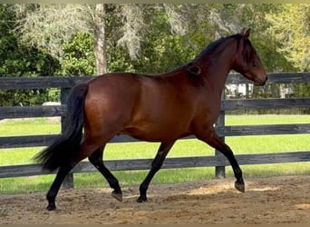 Lusitanien, Hongre, 3 Ans, Bai cerise