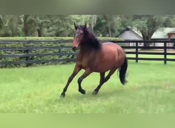 Lusitanien, Hongre, 3 Ans, Bai cerise