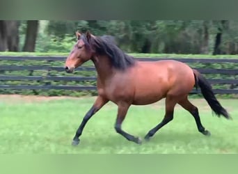 Lusitanien, Hongre, 3 Ans, Bai cerise