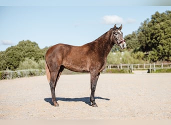 Lusitanien, Hongre, 3 Ans