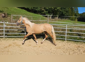 Lusitanien Croisé, Hongre, 3 Ans