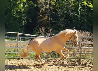 Lusitanien Croisé, Hongre, 3 Ans