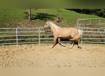 Lusitanien Croisé, Hongre, 3 Ans