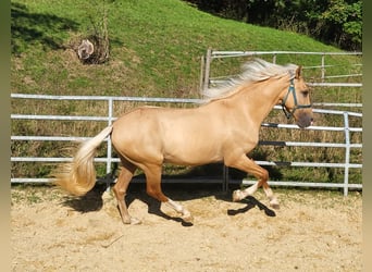 Lusitanien Croisé, Hongre, 3 Ans