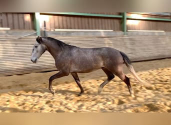 Lusitanien, Hongre, 4 Ans, 153 cm, Gris