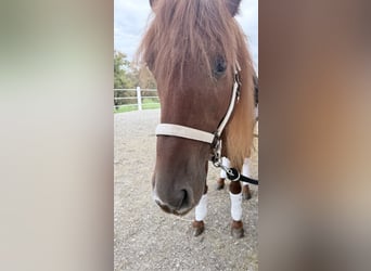 Lusitanien, Hongre, 4 Ans, 155 cm, Alezan brûlé