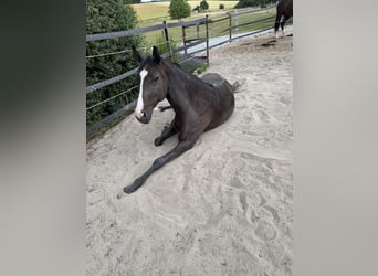 Lusitanien, Hongre, 4 Ans, 156 cm, Bai brun