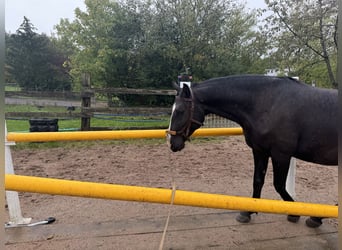 Lusitanien, Hongre, 4 Ans, 156 cm, Bai brun