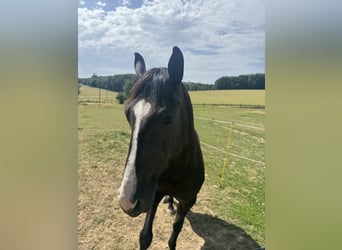 Lusitanien, Hongre, 4 Ans, 156 cm, Bai brun