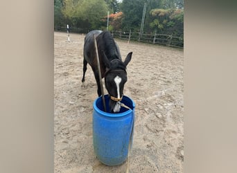 Lusitanien, Hongre, 4 Ans, 156 cm, Bai brun
