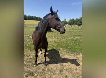 Lusitanien, Hongre, 4 Ans, 156 cm, Bai brun