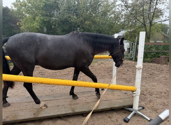 Lusitanien, Hongre, 4 Ans, 156 cm, Bai brun