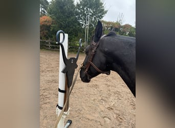 Lusitanien, Hongre, 4 Ans, 156 cm, Bai brun