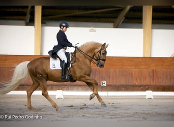 Lusitanien, Hongre, 4 Ans, 156 cm, Palomino