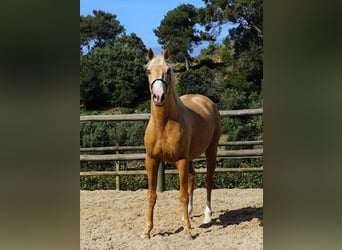 Lusitanien, Hongre, 4 Ans, 156 cm, Palomino